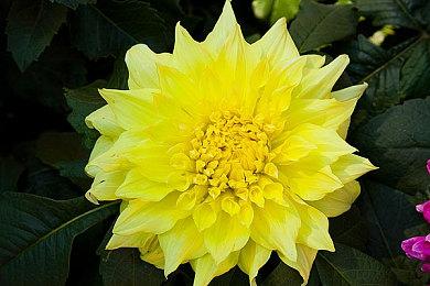 大型战略模拟游戏《山海：传承》Steam页面上线 发售日待定