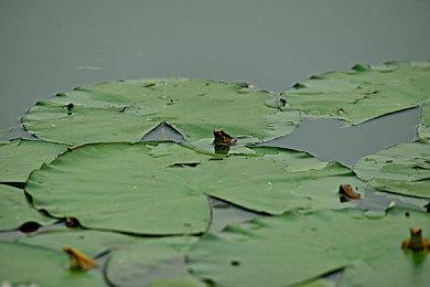 《怪物猎人：荒野》新预告曝光绯红森林与刺花蜘蛛